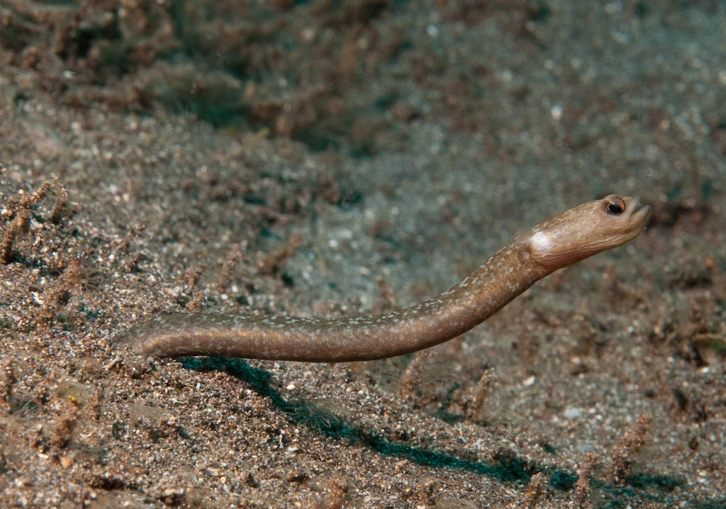 Black Garden Eel