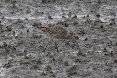 Numenius madagascariensis