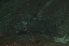 Epinephelus daemelii