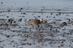 Numenius madagascariensis