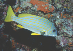Plectorhinchus chrysotaenia