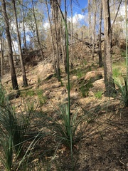 Xanthorrhoea concava