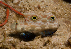 Signigobius biocellatus