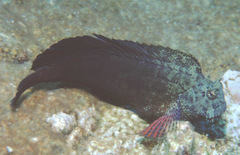 Salarias obscurus