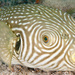 Reticulated Puffer - Photo (c) Erik Schlogl, some rights reserved (CC BY-NC), uploaded by Erik Schlogl
