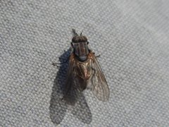 Symphoromyia