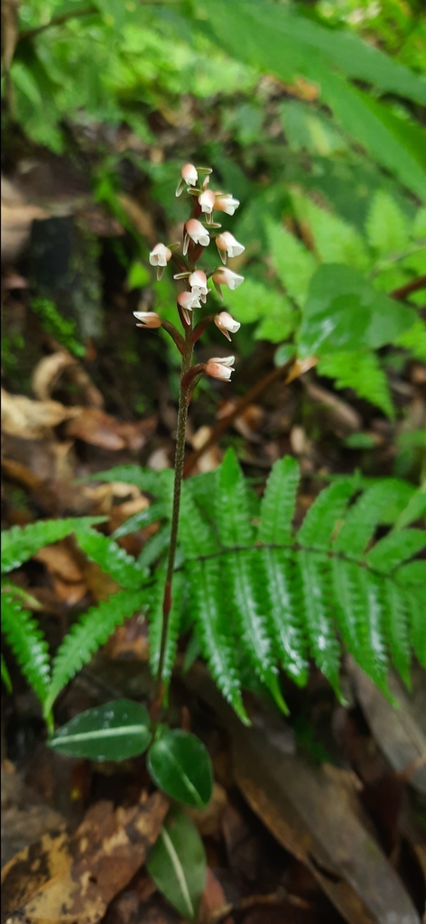 Zeuxine goodyeroides