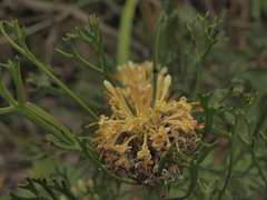 Isopogon mnoraifolius