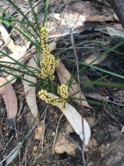 Lomandra glauca