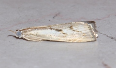 Agriphila geniculea