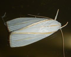 Cryptophasa flavolineata