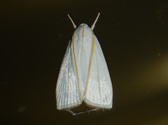 Cryptophasa flavolineata
