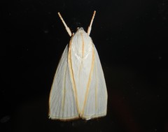 Cryptophasa flavolineata