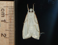 Cryptophasa flavolineata
