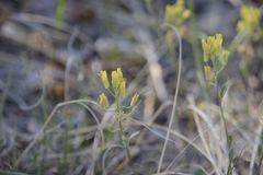 Draba aurea
