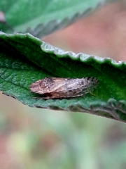 Xerophloea
