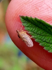 Xerophloea