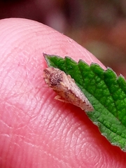 Xerophloea