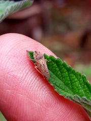 Xerophloea