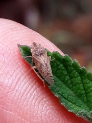 Xerophloea