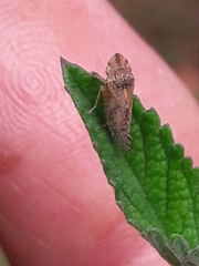 Xerophloea