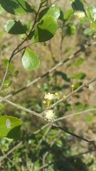 Aphloia theiformis