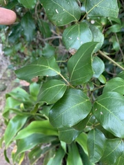 Rhoicissus rhomboidea
