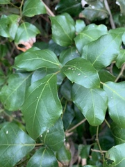 Rhoicissus rhomboidea