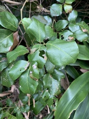 Rhoicissus rhomboidea
