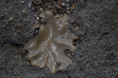 Stylochoidea