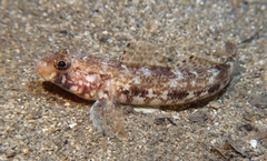 Gobius geniporus