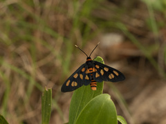 Amata nigriceps