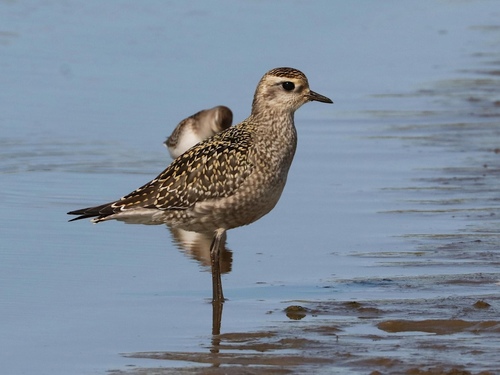 Chorlito dorado americano (Pluvialis dominica)