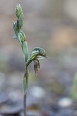 Pterostylis pusilla