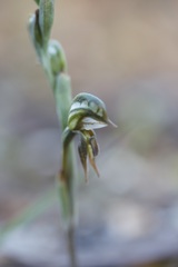 Pterostylis pusilla