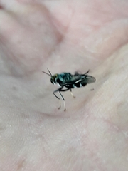 Cyphomyia wiedemanni