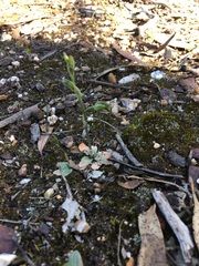 Pterostylis pusilla