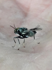 Cyphomyia wiedemanni