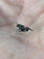 Cyphomyia wiedemanni