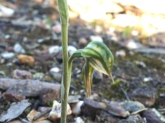 Pterostylis pusilla