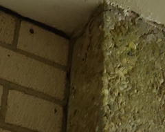 Hemidactylus turcicus