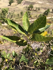Ficus opposita
