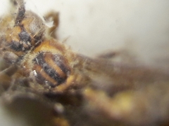 Mischocyttarus cerberus