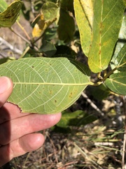 Ficus opposita