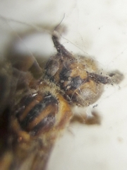 Mischocyttarus cerberus