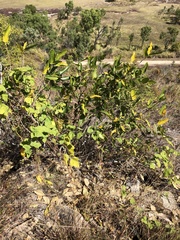Ficus opposita