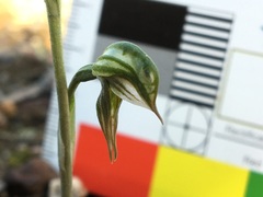Pterostylis pusilla