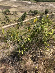 Ficus opposita