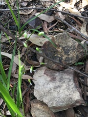 Anthoxanthum rariflorum