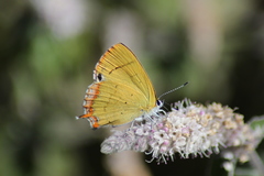 Heliophorini